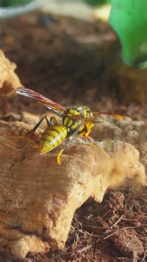 It's been combing for 20 minutes and it's still combing.