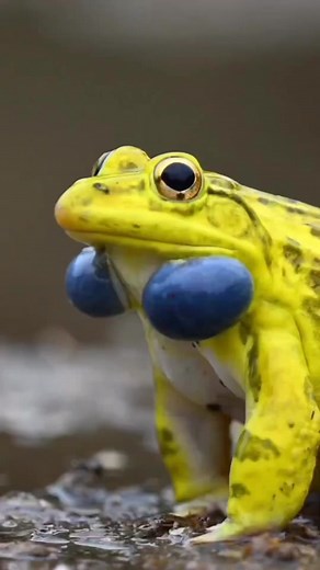 Indiana Bull frog mating calls 🐸 #frog #frogs #frogtiktok #froggy #fr...