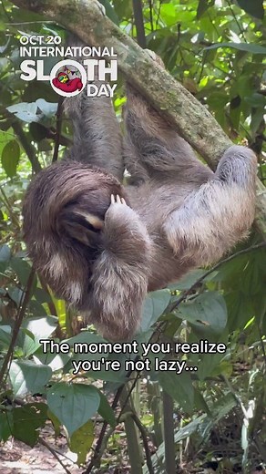The moment you realize you're not lazy... It's just #InternationalSlothDay and this is how we celebrate it! #MakeYourGiftToSloths on our website and support our conservation and research projects! . #dolcevita #conservation #Slothday | The Sloth Conservation Foundation