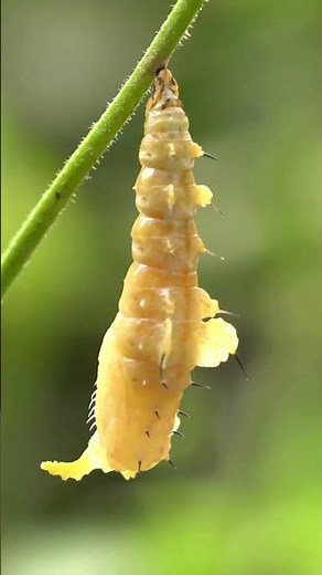 ¿Cómo se transforma una oruga en mariposa? | Video educativo | Montessori Momers