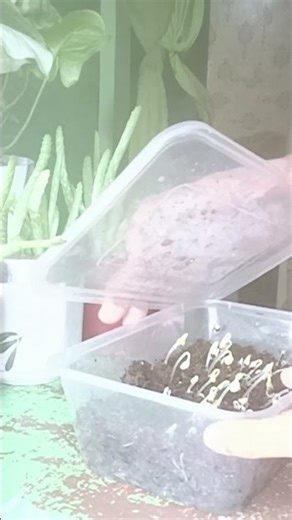 caladium seeds germination 5 days #plants #houseplants #indoorplants #indoorgardening #maartekyel