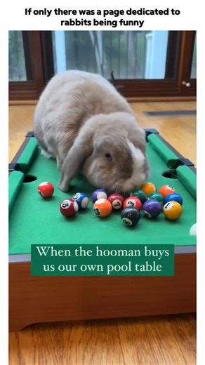 Rabbits Being Funny on Instagram: ""These bunnies are taking funny to a whole new level! 🐰🤣 From zoomies to unexpected antics, they’re guaranteed to make you smile. Tag a friend who needs a good laugh! 😆 #FunnyBunnies #RabbitAntics #CuteAndFunny #AnimalComedy #BunnyZoomies #FYP #ViralLaughs""