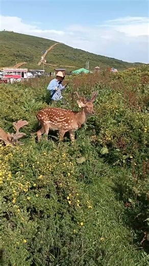 21K views · 82 reactions | The cutest little animal #wildlife #wildanimals #animals #reelsfypシ2023 | Amazing Animals | Facebook