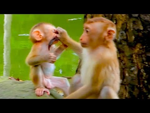 HEROIC Monkey Pulls Dangerous Object from Baby's Throat!