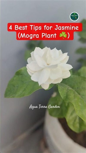 How To Make Jasmine Bloom Faster 🌼🚀 #mogra #jasmineplant #mograplant #jasmineflowers