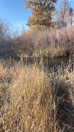 Female Sharp shinned hawk from Billings released after 4 weeks in rehab for a soft tissue injury. Enjoy this beautiful fall Montana weekend! | Montana Raptor Conservation Center
