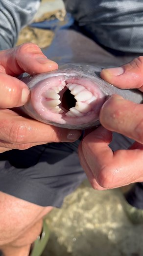 Check out the size of the teeth on this massive triggerfish I caught off the rocks in San Salvador! This is one of the fish featured in our latest episode of Coastlines. We cooked this triggerfish for dinner and it was incredibly tasty! #blacktiph #fishing #teeth #fish #nature #ocean #bite #sharp #saltwater #saltwaterfishing #sansalvador #bahamas #coastlines #triggerfish #leatherjacket #crocs | BlacktipH