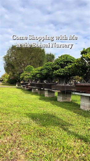 Finding the Perfect Bonsai Tree at Wigert's Nursery