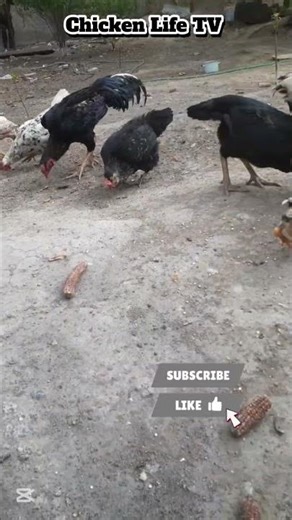 “So satisfying watching these chicks eat 😳🐥#chicken #chicks #cute #feeding #animals
