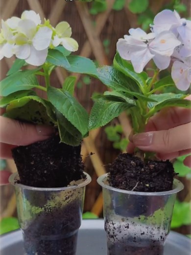 アジサイの増やし方｜蒸散を抑えて発根を促すプロの挿し木術