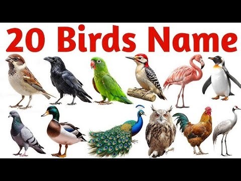 Let’s Learn Bird Names | Colorful Birds & Their Names | Learn Bird Names