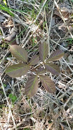 Finding Wild Sassafras: Foraging North America's Most Aromatic Tree 🌿