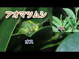 【身近な鳴く虫観察】 庭木が好きなアオマツムシ(鳴き声入り)
