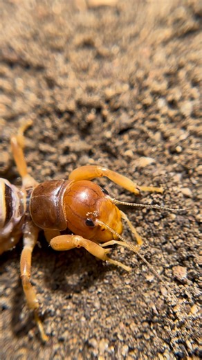 Jack Schonhoff on Instagram: "A creature of many names! This bizarre orthopteran is known by countless names across its range. Jerusalem cricket, potato bug, Cara de niño just to name a few, these animals are quite common throughout the American southwest and Mexico. Living primarily underground, these insects spend their time sheltering from the hot sun and searching for plant material like roots to munch on. Although they might look formidable, they really are fairly harmless; though they can