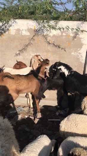 فيديو لقاء الماعزgoat meeting goat meet-up goat farms
