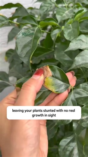 Tips in loosening compacted soil | Ramos Mark