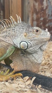 22 reactions | Let’s talk shedding 﫥 Many reptiles go through this process, which allows them to slough off harmful parasites and regenerate damaged tissue. Iguanas can shed from every 4-6 weeks to once a year as they age. | Zoosiana | Facebook
