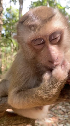 Sleeping well #babymonkeybobby #babyanimal #babypets #animals #babyanimals