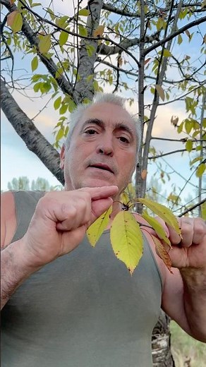 🍃🌱 Do you know the difference between a simple leaf and a compound leaf? 🌿🔍