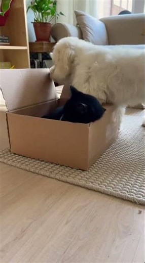 🐶😱 Dog Thinks Cat Is Stuck | Cat Was Just Chilling • Funny Pets • Viral Shorts 🐱😂