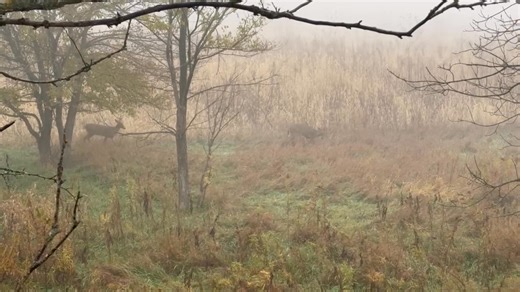 Foggy Iowa Morning with a couple Deer! | Michael Perry