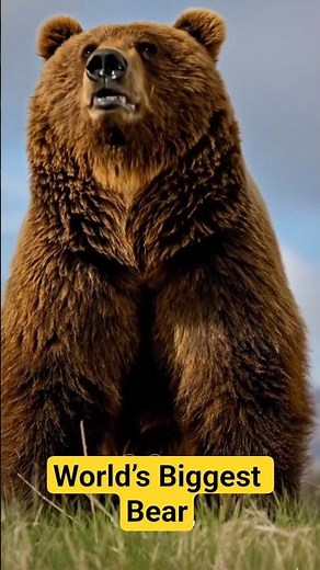 World’s Biggest Bear 🐻 10-Foot Kodiak Giant