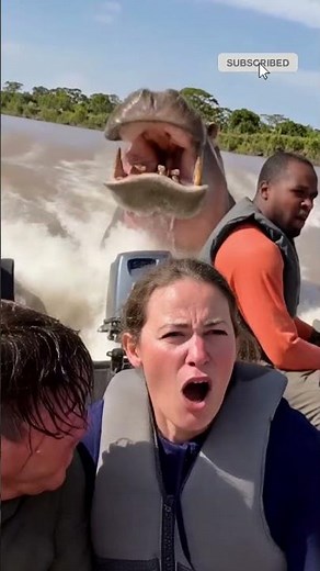 OMG. Hippo Attacks and Chases Boat!!!