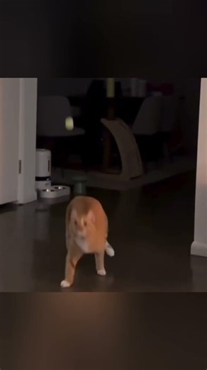 Cute cat and dog clips #animals #funny #dogs #cats