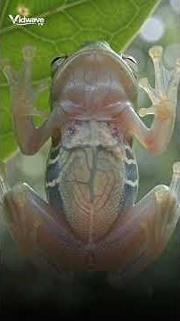 The Glass Frog: You Can Watch Its Heart Beating Through Its Skin 🐸