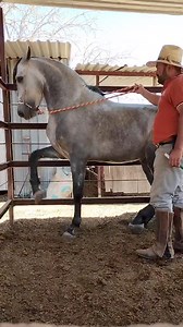 El pelón Ruesga y la banda Azul tequila | Caballos bailadores mzs