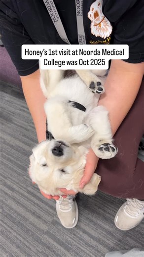 We had our first 2026 visit at Noorda College of Osteopathic Medicine yesterday and will be back next Friday too all the way through July ☀️ We have a special bond with the students and staff at Noorda 🐾♥️ When you book multiple visits with us, the dogs remember you, bringing joy, minimizing stress and deepening a bond all at once 🤗 We offer wellness experiences during exam weeks, senior centers needing creative activies that combine therapy dogs and art, presentations for scouts, corporate ev