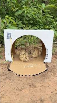 Building Simple Quail Trap Using Cardboard Box #camping #outdoors #bushcraft
