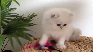 Le Chat Persan sans Filtre : Ce que les Jolies Photos ne Vous Disent Pas