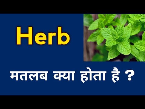 Herb 🌿 meaning in hindi || Herb ka matlab kya hota hai ?