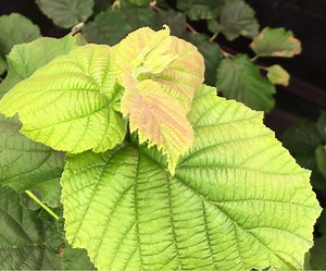 Group Overview ‹ Open Agriculture (OpenAg) – MIT Media Lab