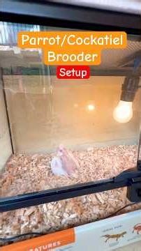 Parrot/cockatiel Brooder | Open Glass Terrarium #brooder #parrot #cockatil #handfeeding #shorts