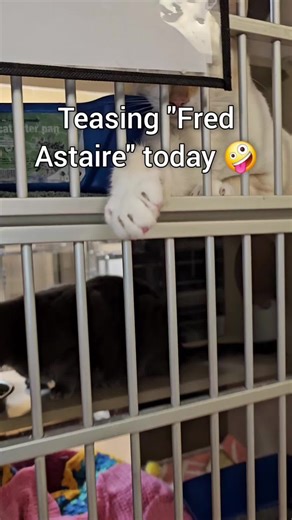 Humane Society of the TC on TikTok