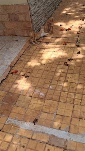 Videos de fdrfftg (@fdrfftg) con “sonido original - fdrfftg”