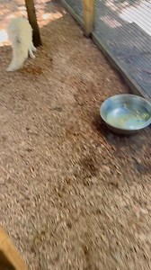 Happpy Fox sounds are my favorite ❤️ | Xtreme Exotics Wildlife Foundation