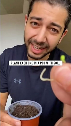 How to Grow Pomegranates with a Store-Bought Pomegranate | creative explained