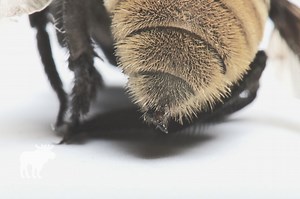 What Happens When A Bumble Bee Stings You? — Forest Wildlife