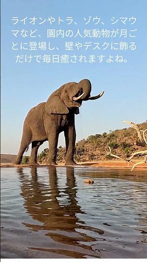 [4]無料ダウンロード！九州自然動物公園アフリカンサファリの動物カレンダー #アフリカンサファリ #動物カレンダー #無料ダウンロード #ライオン #トラ #ゾウ #シマウマ