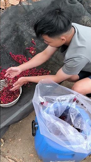 ☕ Anaerobic Natural Coffee – Fermentation for Specialty Flavor! 🌿 #coffeetour #coffee