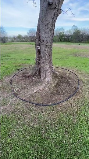 How to make a tree ring EASY!#lawncare #howto #landscape #lawncarebusiness #lawncaremaintenance