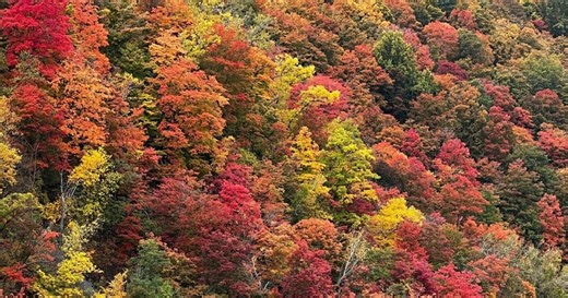 Why fall colours in Ontario might be duller, and earlier, this year