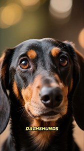 32K views · 1.6K reactions | Eyes are the window to your dachshund’s soul!  What’s your doxie’s most expressive eye move? #DachshundEyes #WienerDogCommunication #DoxieGaze #DogBodyLanguage #SilentCommunication #DachshundExpressions #PetParentLife | Dachshund Hub | Facebook