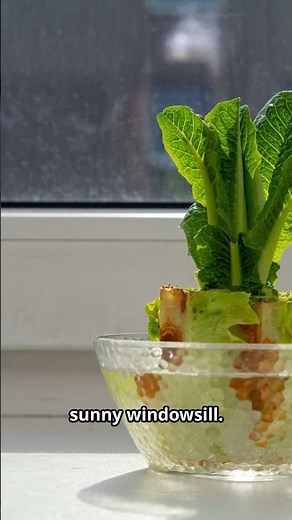 🥬✨ Don’t throw away your lettuce ends—regrow them into fresh leaves right at home! 🌱