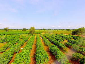 JOil Singapore Pte Limited: Jatropha for SAF - a non-food, low-emission feedstock  from JOil Singapore