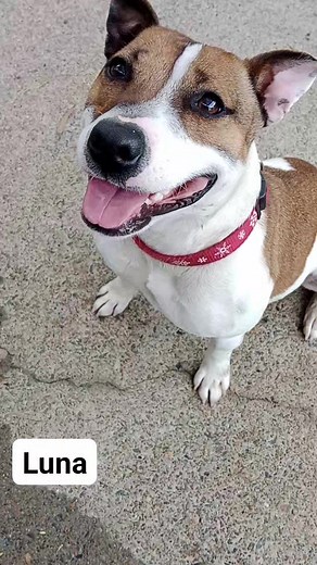 5.3K views · 64 reactions | Luna Jack Russell Rescue Australia. | Jack Russell Rescue - Australia | Facebook