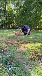 Spooky treats that your pet will love 😋 Shop Halloween at PetSmart! | PetSmart